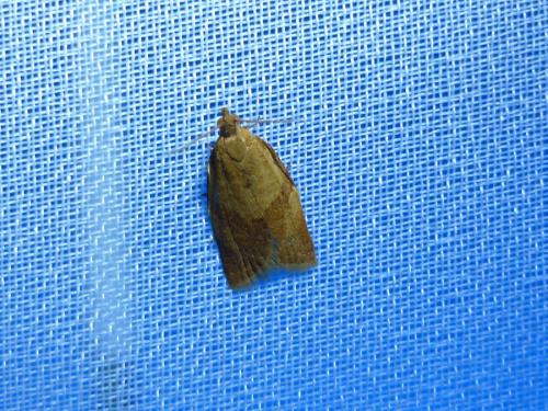 Clepsis consimilana